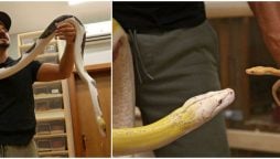Saudi masters ‘live art’ of python crossbreeding in palace home