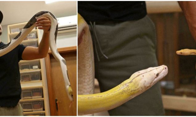 Saudi masters 'live art' of python crossbreeding in palace home