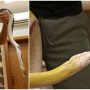 Saudi masters ‘live art’ of python crossbreeding in palace home