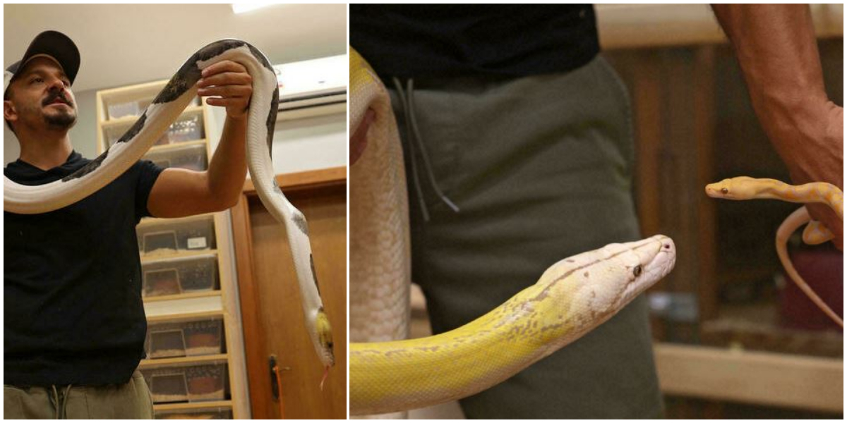 Saudi masters 'live art' of python crossbreeding in palace home