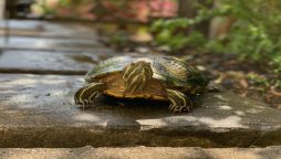 Pilot spots Tortoise wandering on the runway of Tokyo Airport