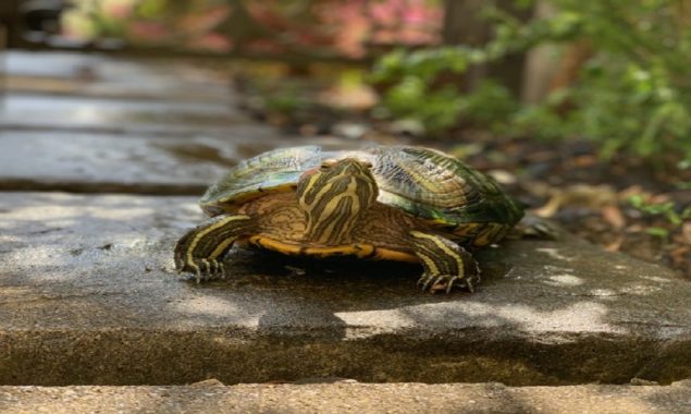 Pilot spots Tortoise wandering on the runway of Tokyo Airport