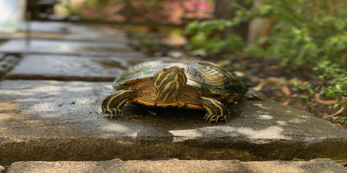 Pilot spots Tortoise wandering on the runway of Tokyo Airport