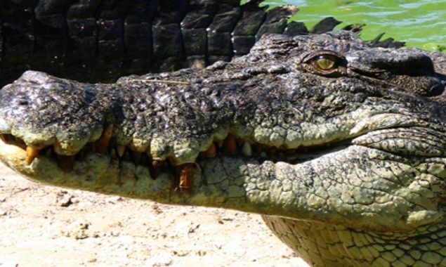 Lady shocked to see a crocodile in the back garden