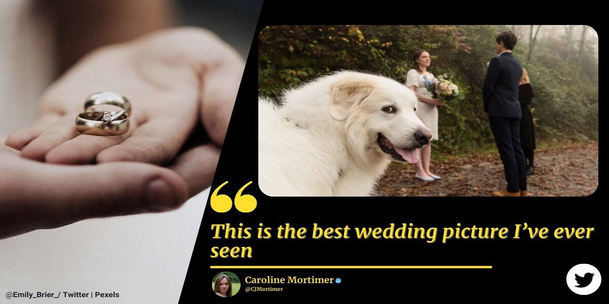 Dog’s unusual gaze reminded many of the 'disaster girl' memes