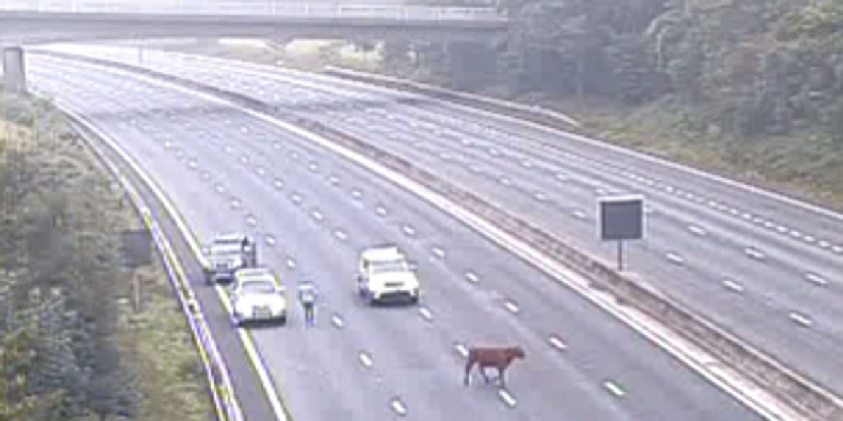 Rush hour traffic on M25 stops by the escaped cow