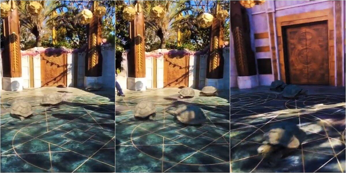 Tortoises running fast in video netizens praise the brilliant work of artist