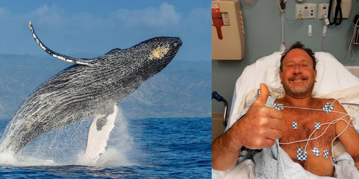 Diver live after being gulped by humpback whale 'Everything went dull'