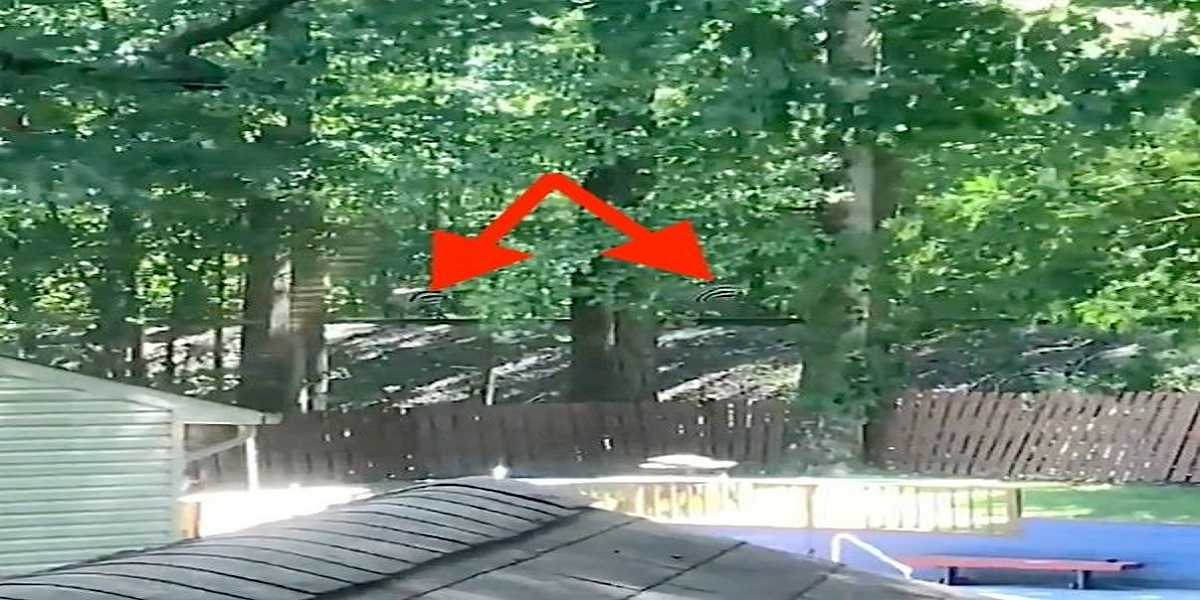 Maryland: weird animals are confusing the heck of the suburban