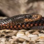 Lady screams after seeing a snake coming towards her