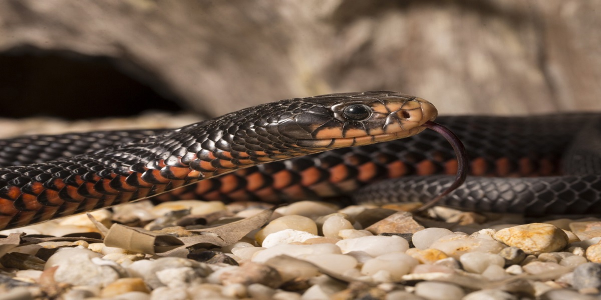 Lady screams when she saw a snake coming towards her