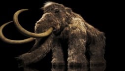 Bioscience Company just raised $15 Million for reviving Woolly Mammoths