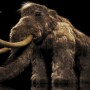 Bioscience Company just raised $15 Million for reviving Woolly Mammoths