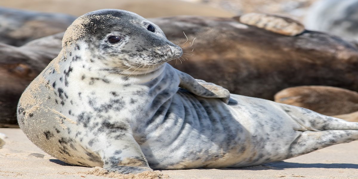 Scotland: police saves seal with a beverage lodge in its mouth