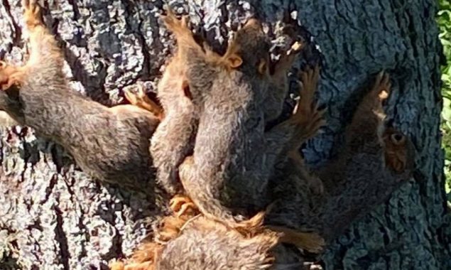 Police helps to free seven newborn squirrels who got tangle with their tails