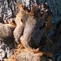 Police helps to free seven newborn squirrels who got tangle with their tails