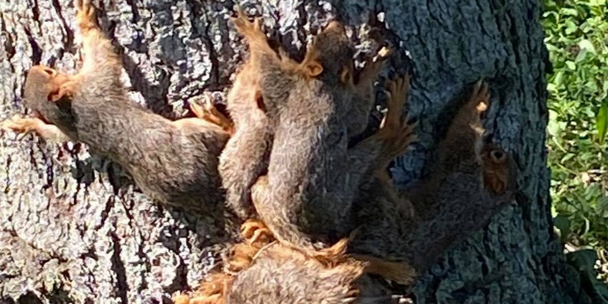 Police helps to free seven newborn squirrels who got tangle with their tails