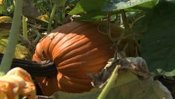 Little crack disqualifies the Pumpkin that was supposed to be the largest