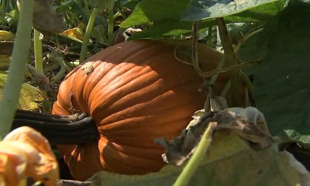 Little crack disqualifies the Pumpkin that was supposed to be the largest in the United States