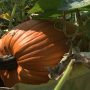 Little crack disqualifies the Pumpkin that was supposed to be the largest in the United States