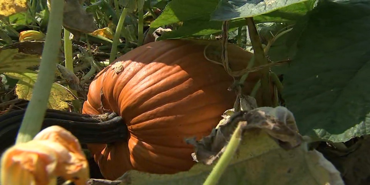 Little crack disqualifies the Pumpkin that was supposed to be the largest