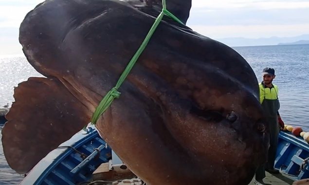 Spanish Researchers manages to release gigantic sunfish from tuna nets