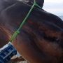 Spanish Researchers manages to release gigantic sunfish from tuna nets