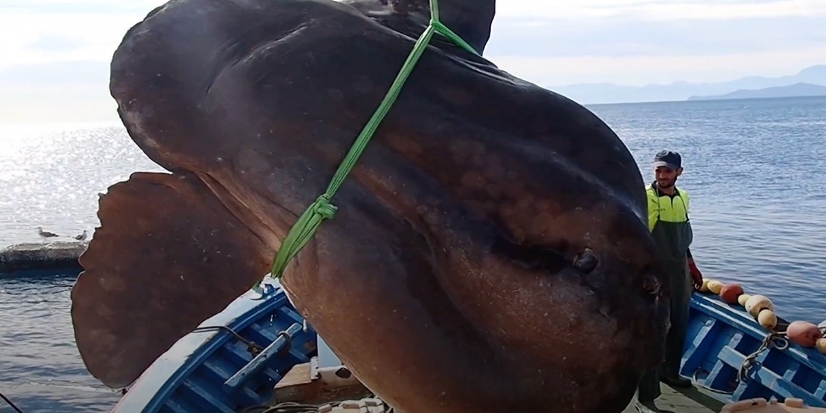 Spanish Researchers managed to release gigantic sunfish from tuna nets