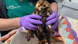 Barn Owl trapped in a molasses bucket is rescued and "Recovering well"