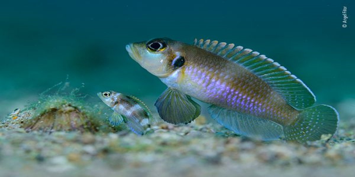 Amazing underwater photos win the Wildlife Photographer of 2021