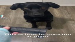 Clever Labrador that is afraid of the dark learns how to use a torch