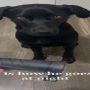 Clever Labrador learns how to use a torch