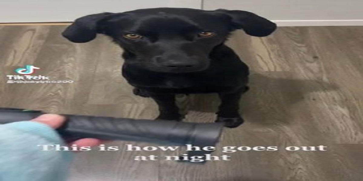 Clever Labrador that is afraid of the dark learns how to use a torch