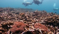 Global warming kills 14 percent of world's corals in a decade