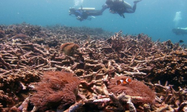 Global warming kills 14 percent of world's corals in a decade