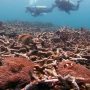 Global warming kills 14 percent of world’s corals in a decade