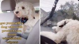 Charming video: Brave dog ‘protects' his owner from car windshield wipers
