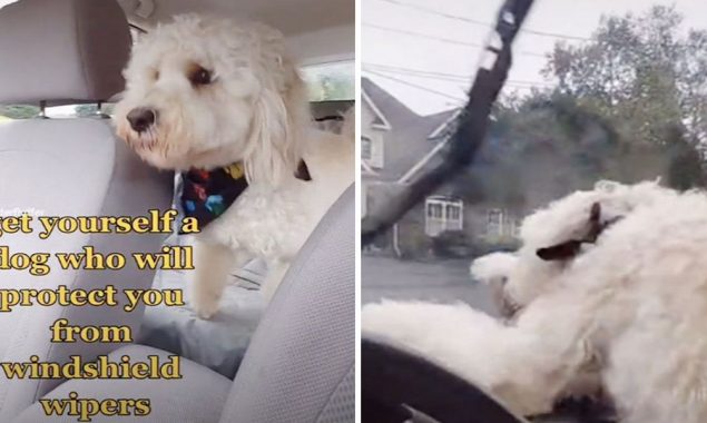Watch: Brave dog ‘protects’ his owner from car’s windshield wipers