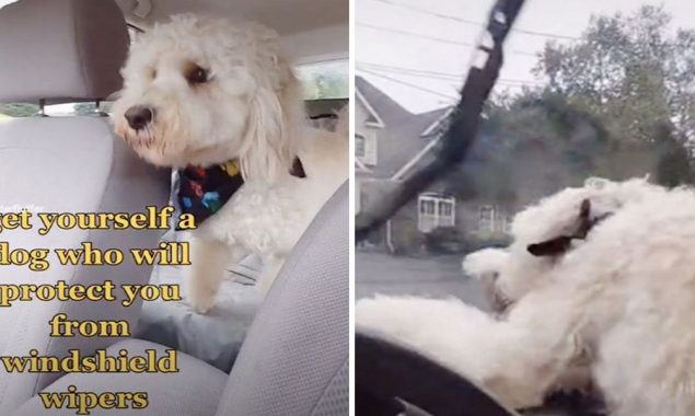 Charming video: Brave dog ‘protects' his owner from car windshield wipers