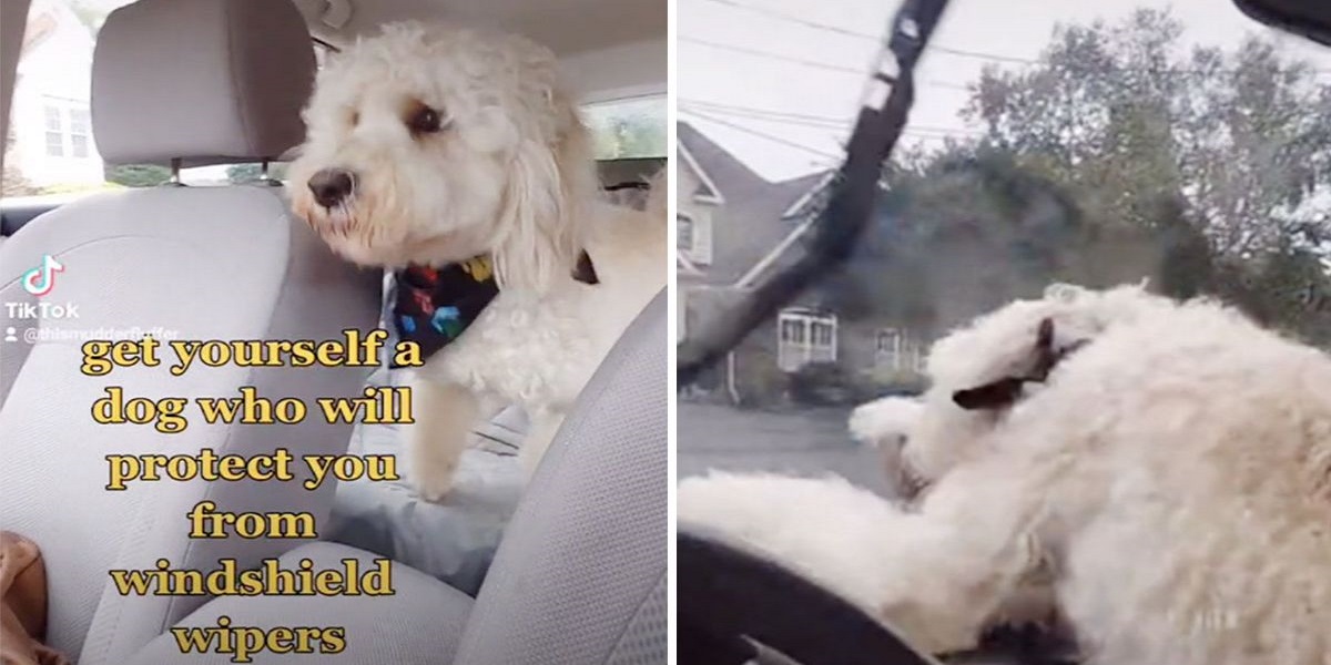 Charming video: Brave dog ‘protects' his owner from car windshield wipers