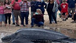 Rare 600-pound leatherback turtle saved from Massachusetts mudflat