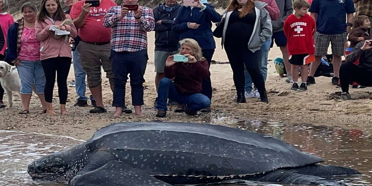 Rare 600-pound leatherback turtle saved from Massachusetts mudflat