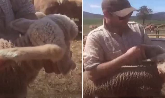 Five-legged lamb: Australian farmer finds unique lamb in his flock