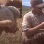 Five-legged lamb: Australian farmer finds unique lamb in his flock