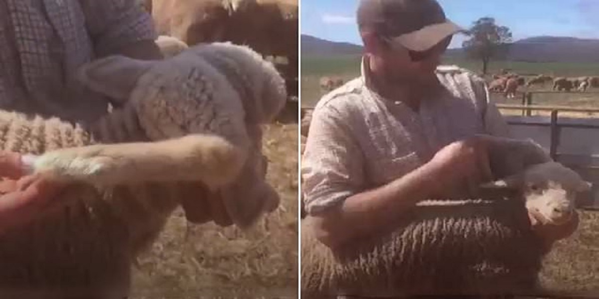 Five-legged lamb: Australian farmer finds unique lamb in his flock