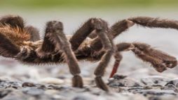 Roof-top tarantula turned out to be a Halloween prop