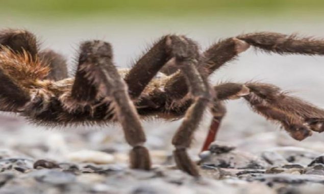 Roof-top tarantula turned out to be a Halloween prop