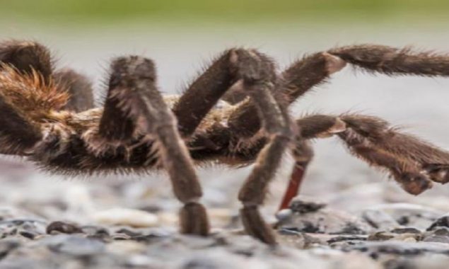 Roof-top tarantula turns out to be a Halloween prop