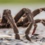 Roof-top tarantula turns out to be a Halloween prop