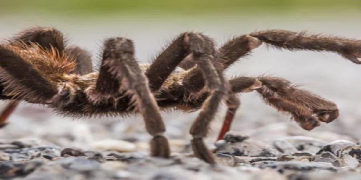 Roof-top tarantula turned out to be a Halloween prop